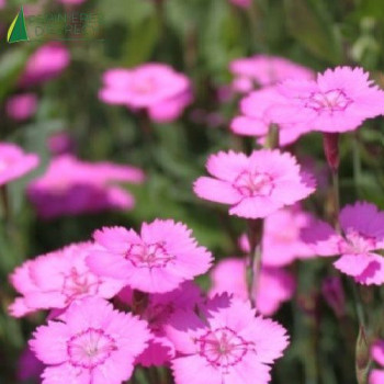 DIANTHUS hyb.pink Jewel