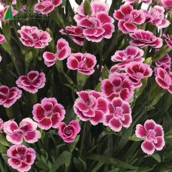 DIANTHUS hyb. Pink Kisses
