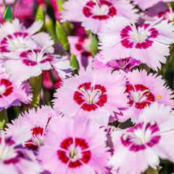 DIANTHUS pl.Dixie
