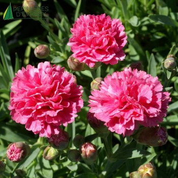DIANTHUS pl.rose  Godet 8/9 