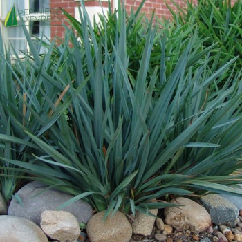 DIANELLA tasmanica Cassa Blue