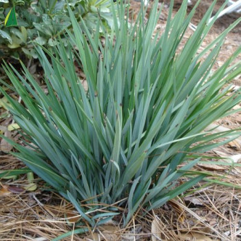 DIANELLA tasmanica Little Rev