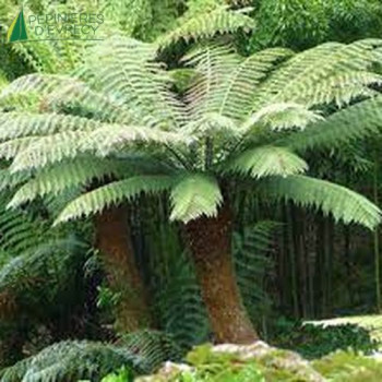 DICKSONIA Antartica