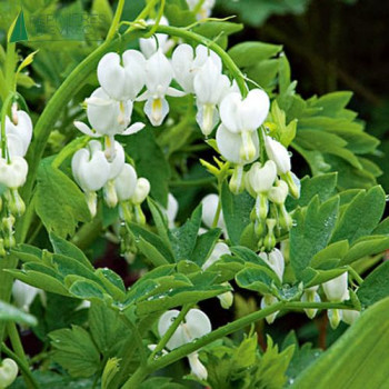DICENTRA spectabilis Alba  Godet 8/9 