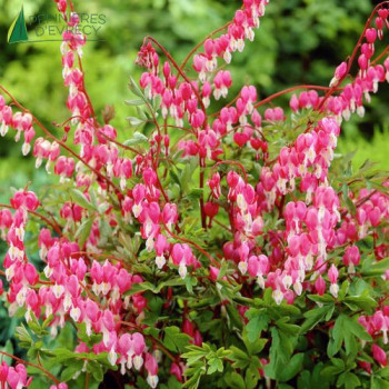 DICENTRA spectabilis Rosea