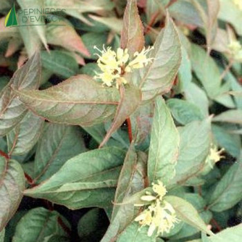 DIERVILLA sessilifolia