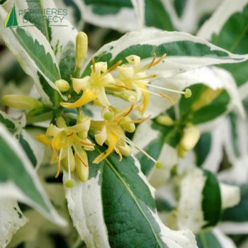 DIERVILLA sessilifolia Coolsplash