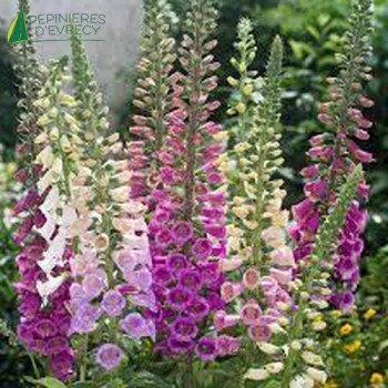 DIGITALIS purpure Excelsior  Godet 8/9 