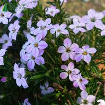 DIOSMA HIRSUTA PINK FOUNTAIN 20/25 Cont.3/4 L 