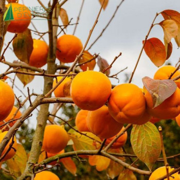 DIOSPYROS kaki Rojo Brillante