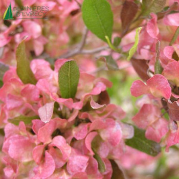 DODONAEA viscosa Purpurea