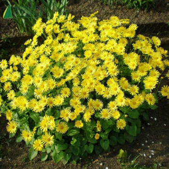 DORONICUM orientalis Little leo