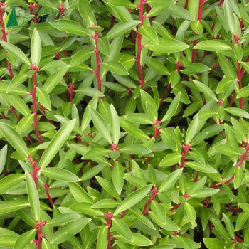 DRIMYS lanceolata