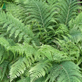 DRYOPTERIS affinis  Cont.5/7.5 L 