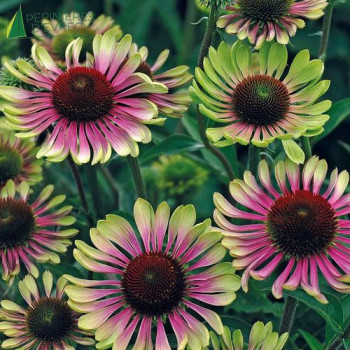 ECHINACEA green Twister  Godet 8/9 