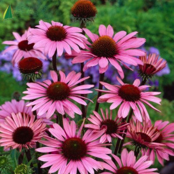 ECHINACEA purpurea Magnus