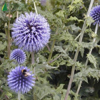 ECHINOPS ritro  Godet 8/9 