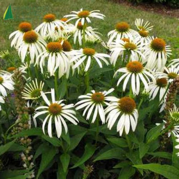 ECHINACEA purpurea Alba