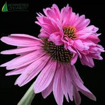 ECHINACEA purpurea Double Decker