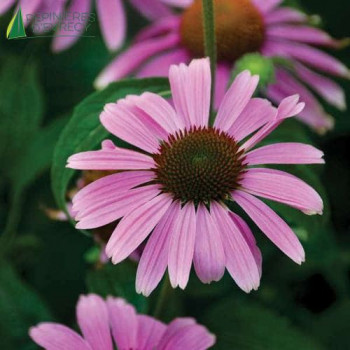 ECHINACEA purpurea Prairie Splendor  Godet 8/9 