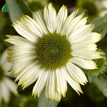 ECHINACEA purpurea Prairie Splendor White