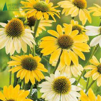 ECHINACEA purpurea Yellow  Godet 8/9 