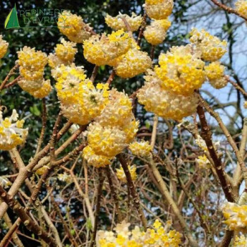 EDGEWORTHIA chrysantha Grandiflora