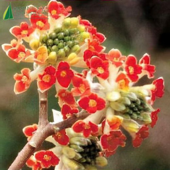 EDGEWORTHIA chrysantha Red Dragon