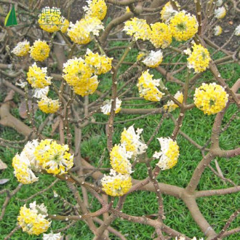 EDGEWORTHIA chrysantha