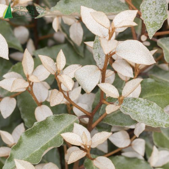 ELAEAGNUS x ebbingei Compacta