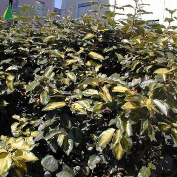 ELAEAGNUS x ebbingei Limelight