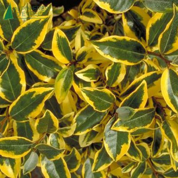 ELAEAGNUS x ebbingei Viveleg ®
