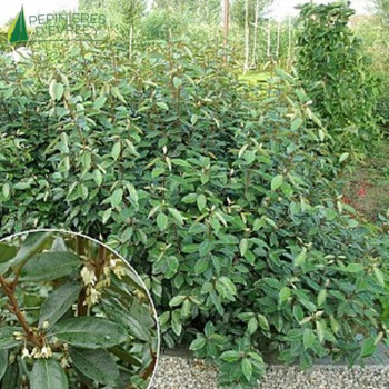 ELAEAGNUS x ebbingei