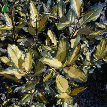 ELAEAGNUS pungens Maculata aurea