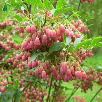 ENKIANTHUS campanulatus  Cont.2/2.5 L 