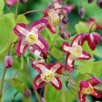 EPIMEDIUM rubrum  Godet 8/9 