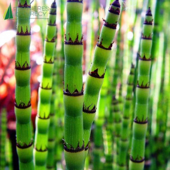 EQUISETUM americanum