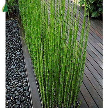 EQUISETUM hyemale