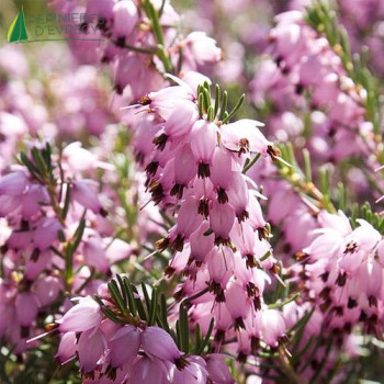 ERICA x darleyensis Darley dale