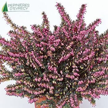 ERICA x darleyensis Kramers rote  POT 10.5 