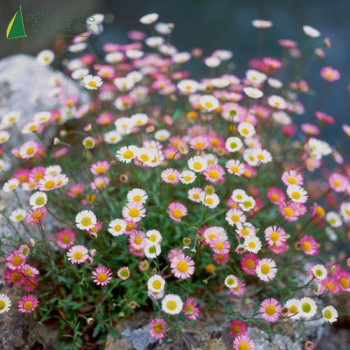 ERIGERON karvinskianus