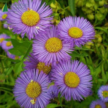 ERIGERON speciosus
