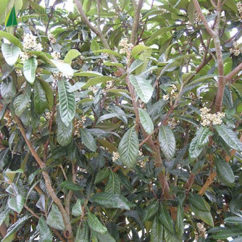 ERIOBOTRYA japonica 150/175 Conteneur 