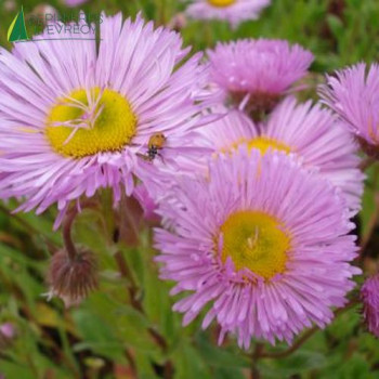 ERIGERON rosa Jewel