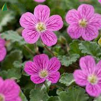 ERODIUM Bishops Form