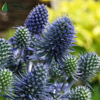ERYNGIUM planum