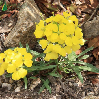 ERYSIMUM helveticum