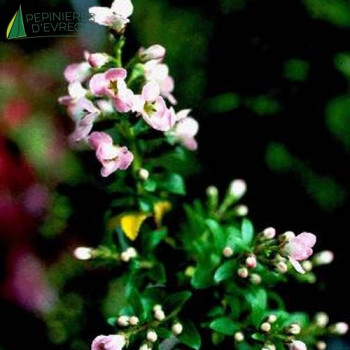 ESCALLONIA Apple blossom