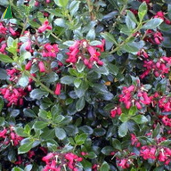 ESCALLONIA  compacta coccinea 40/60 Cont.3/4 L 