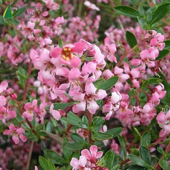 ESCALLONIA  Donard radiance 60/80 Cont.3/4 L 